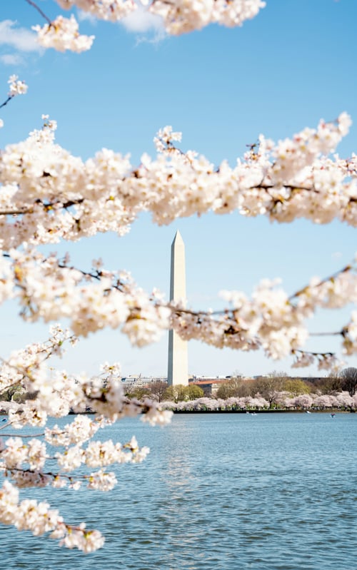DC cherry blossoms harrison-mitchell-unsplash