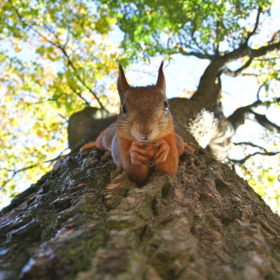 tree with squirrel - image by transly translation agency - unsplash - sq